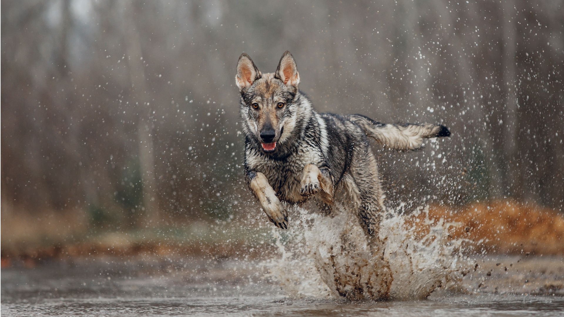 10 Dog Breeds That Look Straight Out Of The Wolfpack