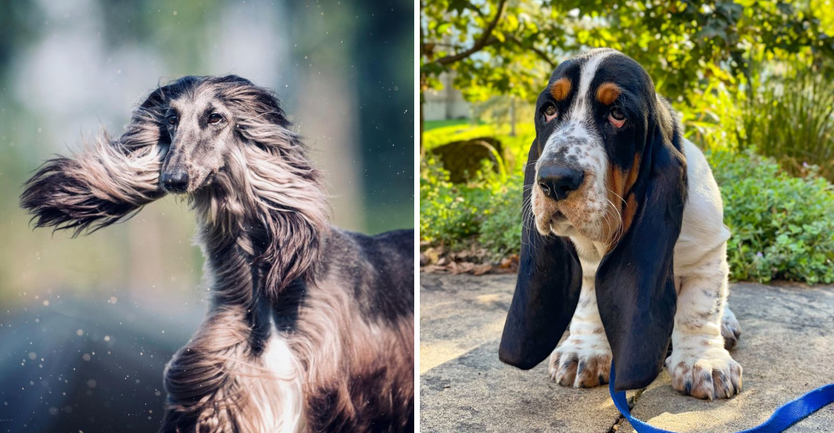 10 Dog Breeds With The Longest Ears