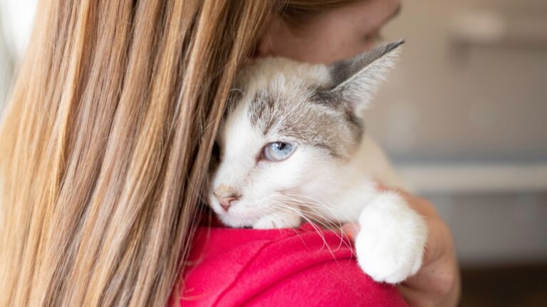 10 Effective Ways To Help Your Shy Cat Come Out Of Their Shell