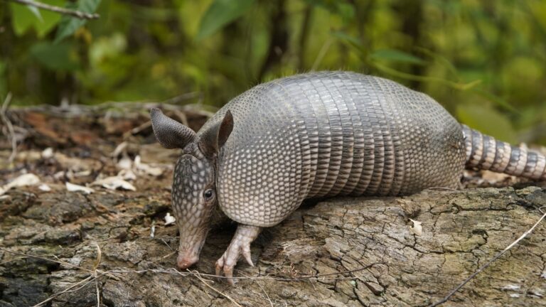 10 Effective Ways To Keep Armadillos Out Of Your Yard