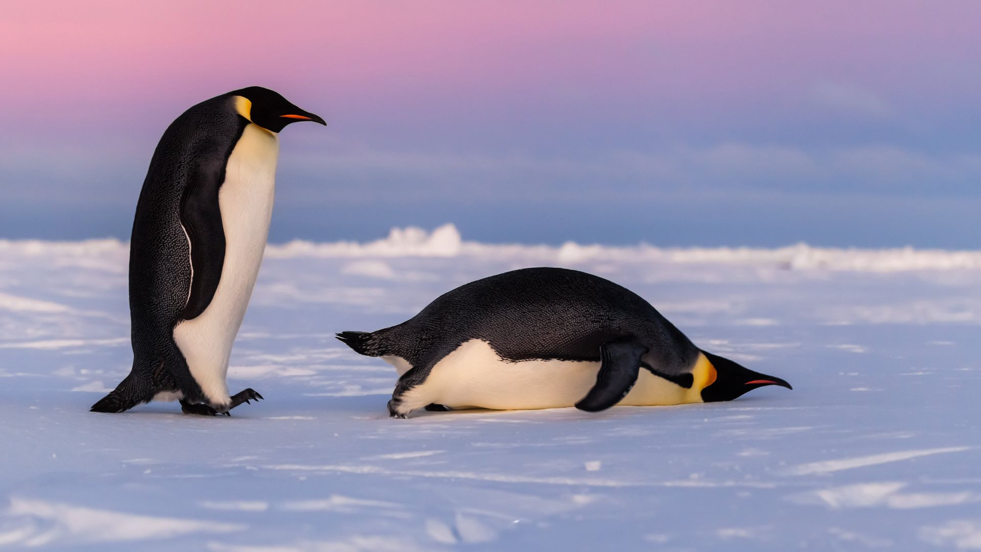 10 Facts About National Penguin Awareness Day