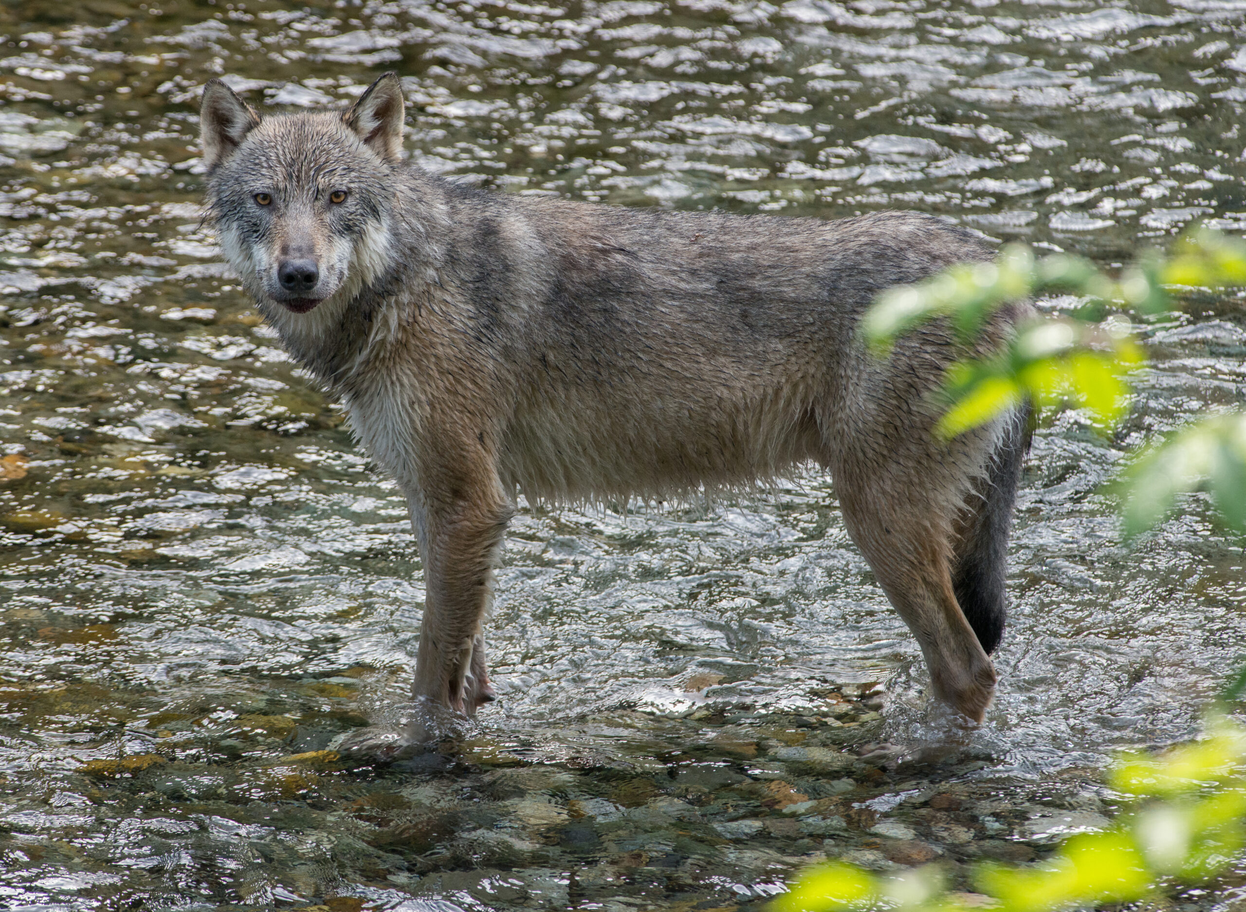 10 Fascinating Facts About Canada’s Elusive Sea Wolf