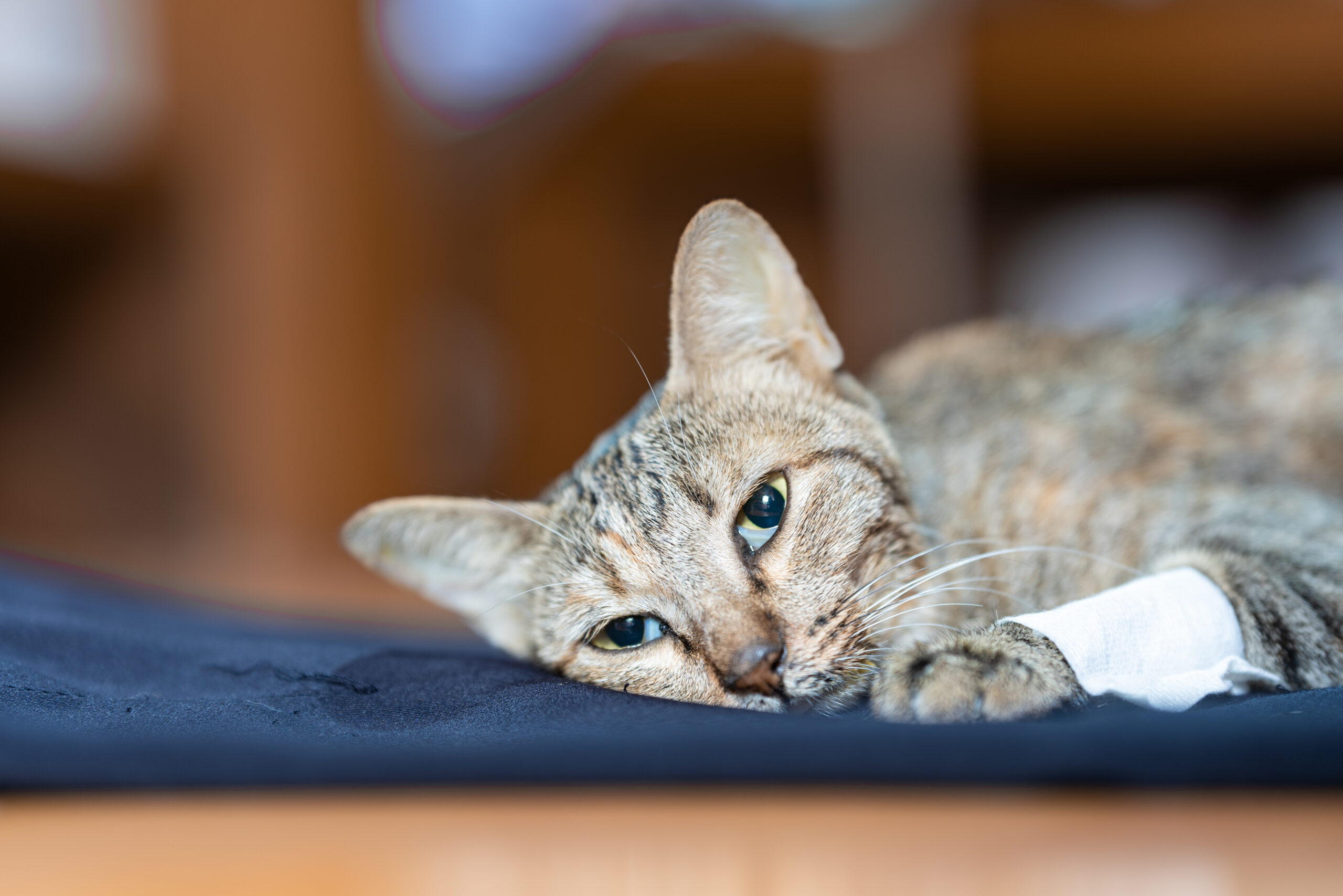 10 Indicators Your Cat May Be Ready To Say Goodbye