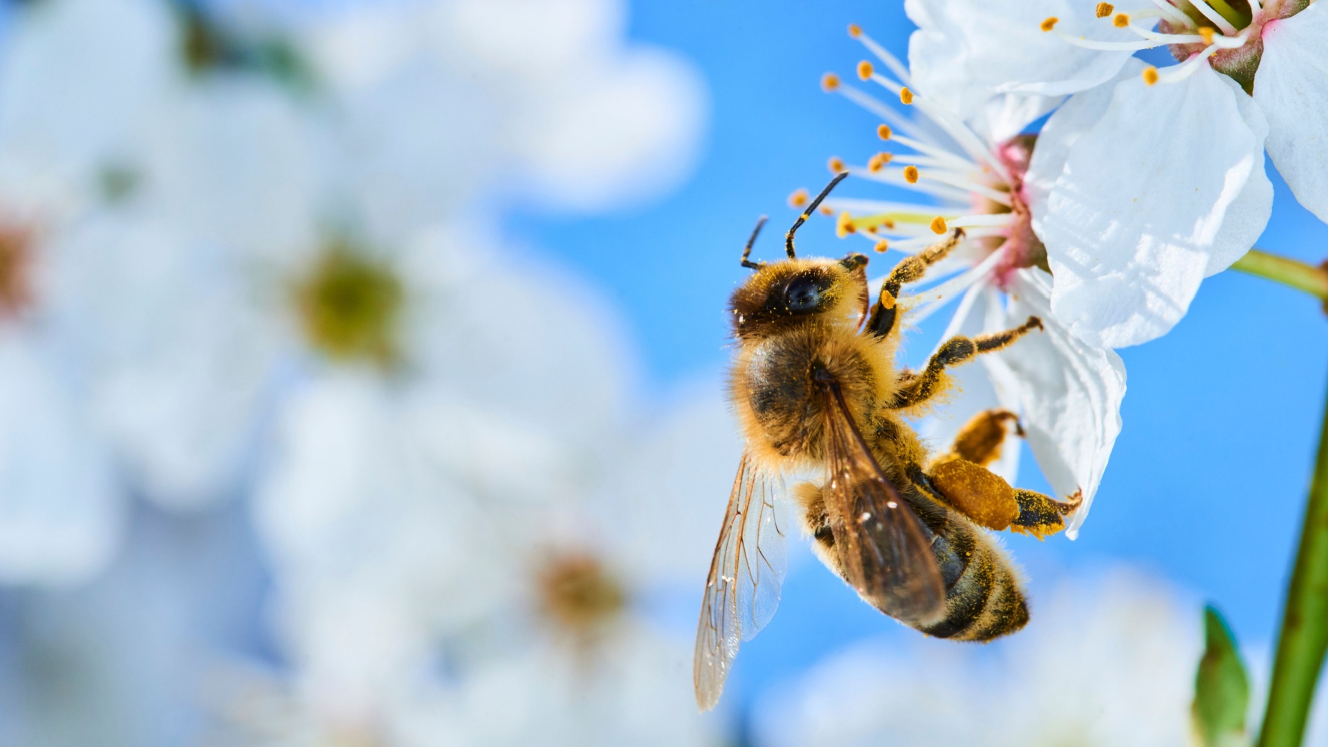 10 Interesting Honey Bee Facts Worth Buzzing About