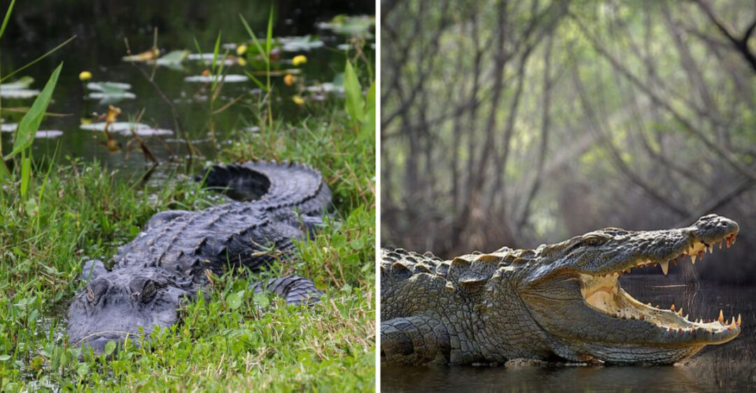 10 Key Differences Between Crocodiles And Alligators You Need To Know ...