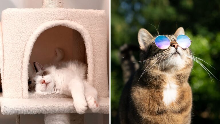 10 Key Differences Between Indoor And Outdoor Cats Every Cat Owner Should Know
