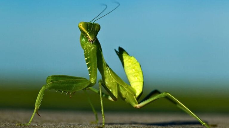 10 Little-Known Predators That Keep U.S. Ecosystems In Check