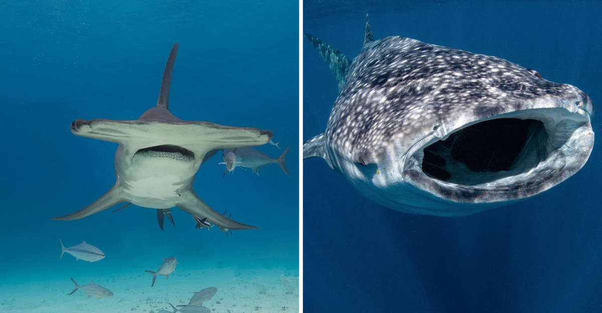 10 Myths And Facts About Sharks That Make Us So Scared Of Them