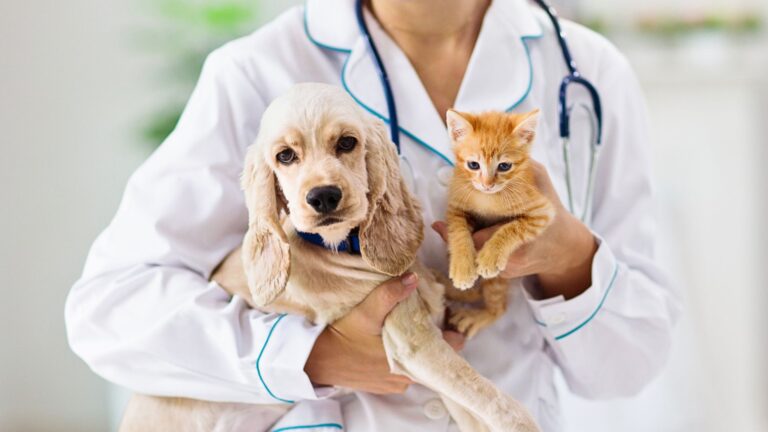 10 Pet Owner Mistakes Vets Wish You’d Stop Making