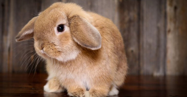 10 Rabbit Breeds Known For Their Affection