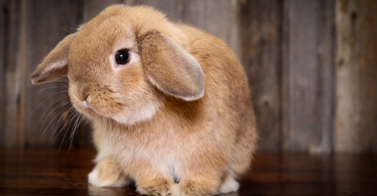 10 Rabbit Breeds Known For Their Affection