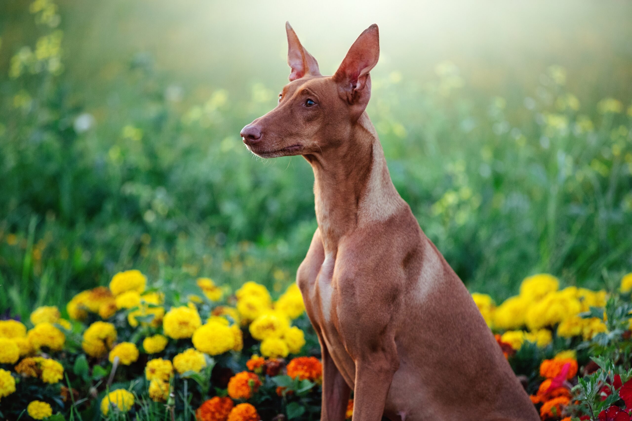 10 Rare Dog Breeds That Come With Sky-High Vet Bills