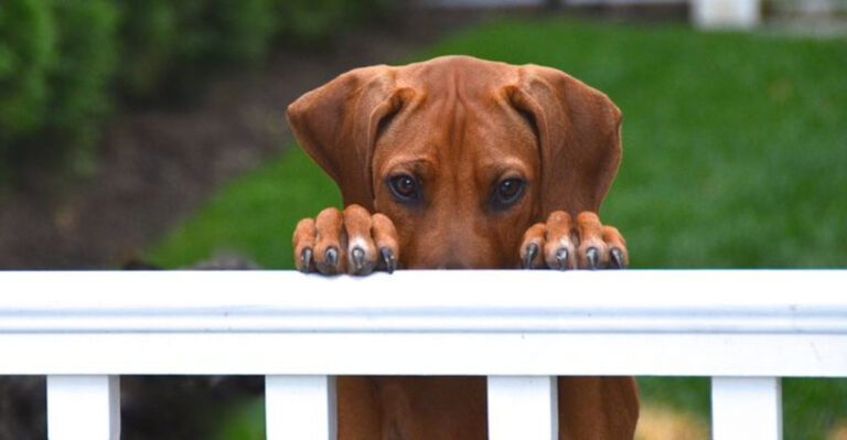 10 Signs You’re Not Ready For A Dog