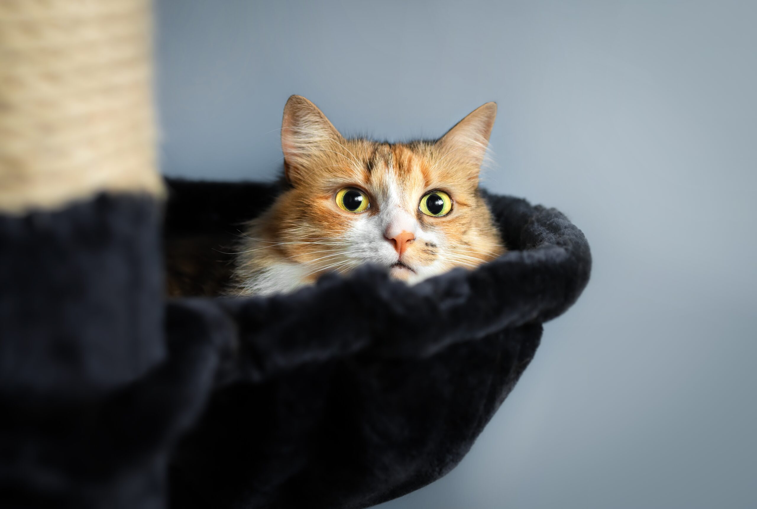 10 Simple Ways To Comfort And Calm Down Your Anxious Cat