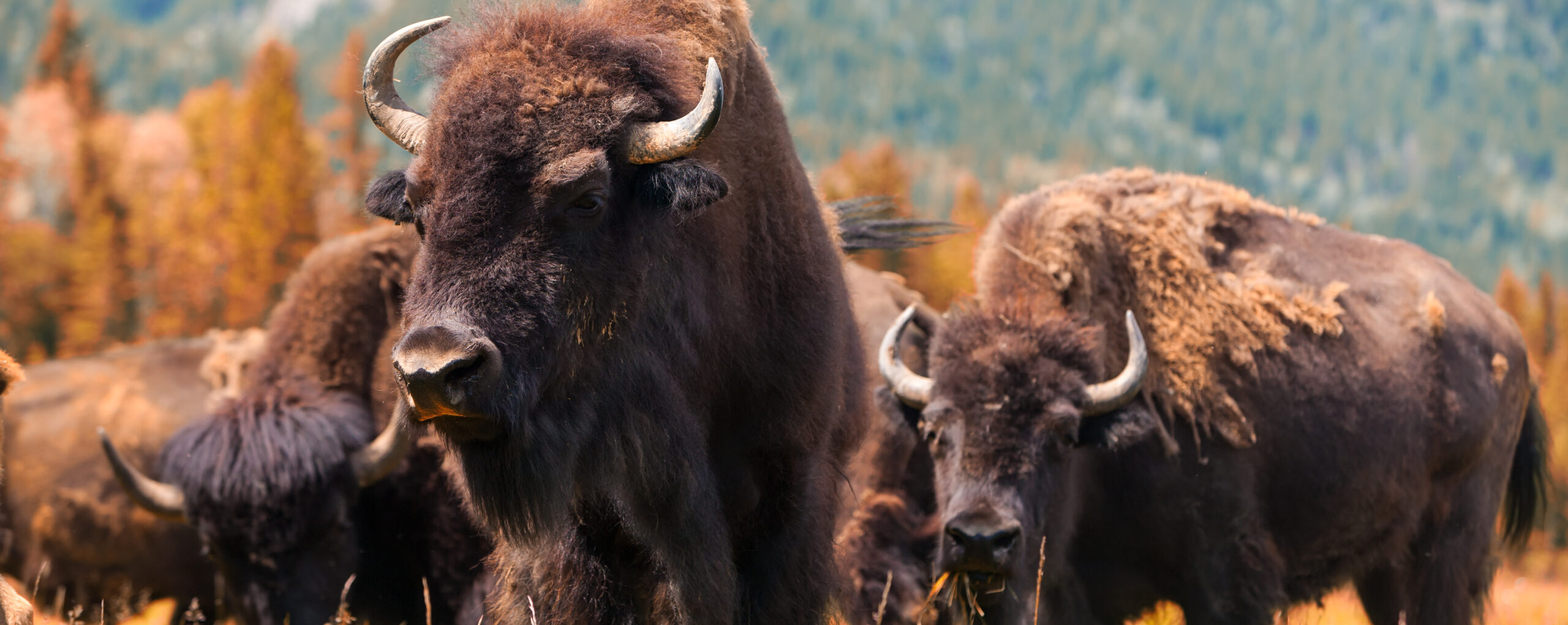 10 States With America’s Largest Bison Herds