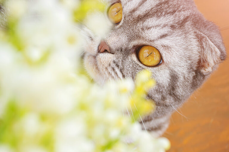 10 Surprising Flowers That Are Toxic To Cats