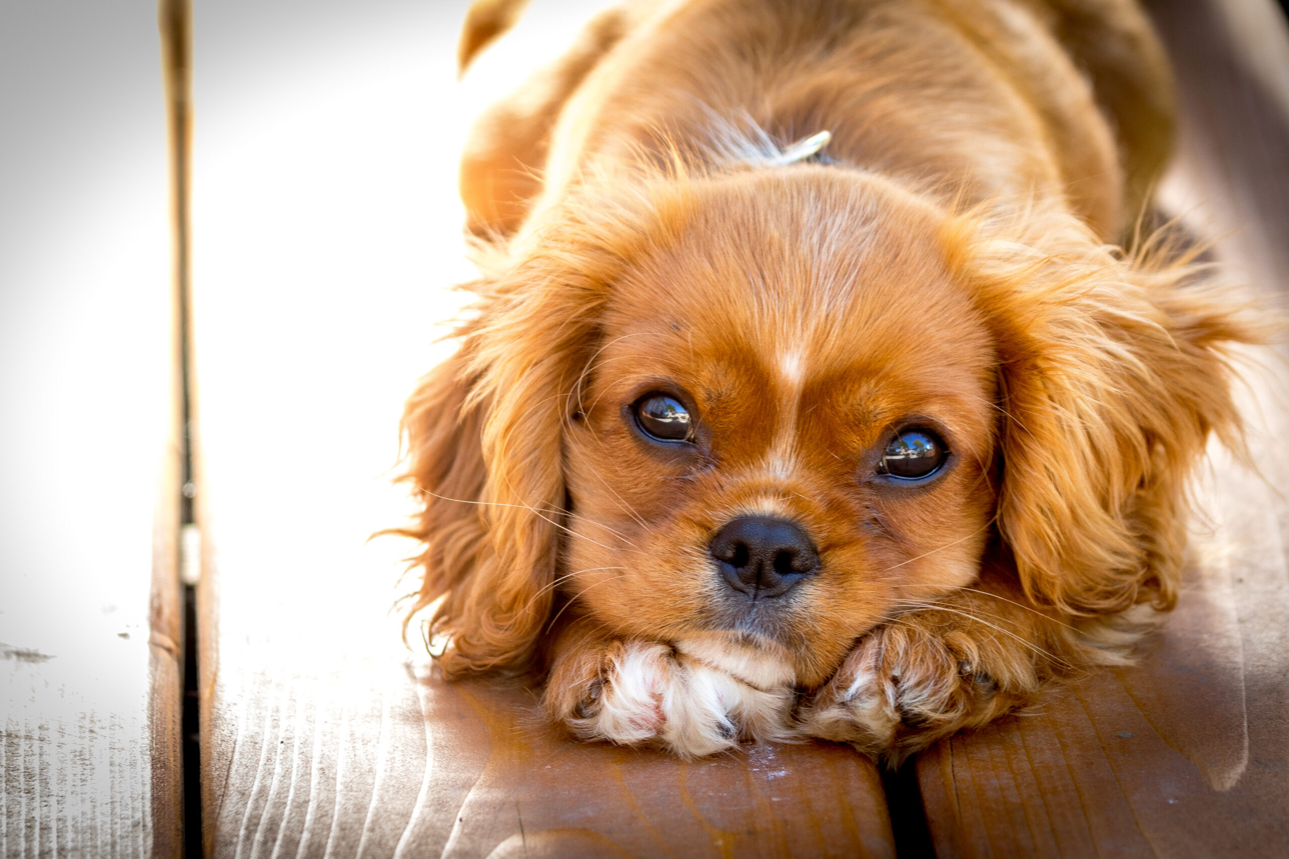 10 Things Dog Breeders Wish You Knew Before Getting A Puppy