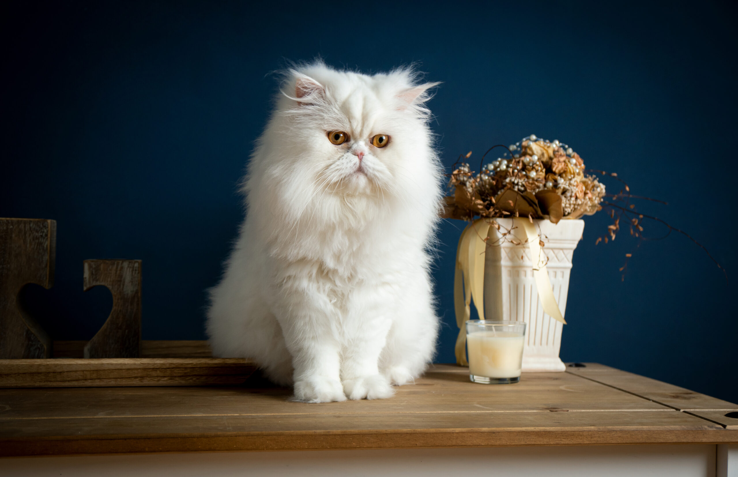 10 Things Every Persian Cat Lover Should Know