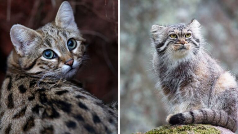 10 Wild Cat Species Struggling To Survive In Their Natural Habitats