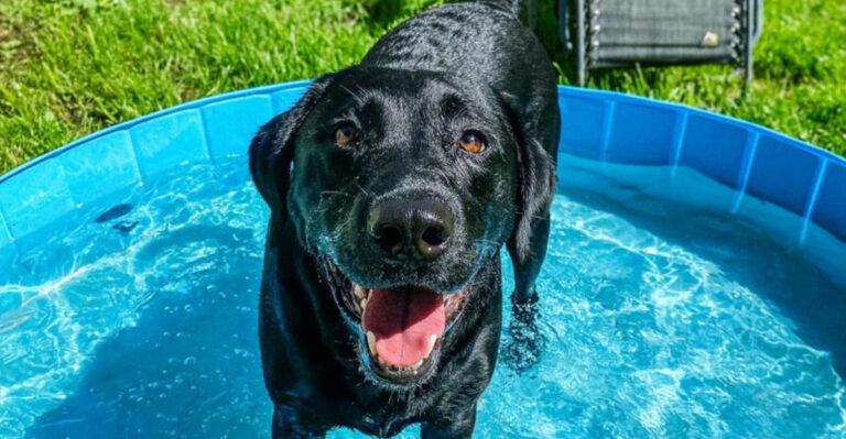 10 Dogs That Love To Swim (And 8 That Prefer To Watch The Fun)