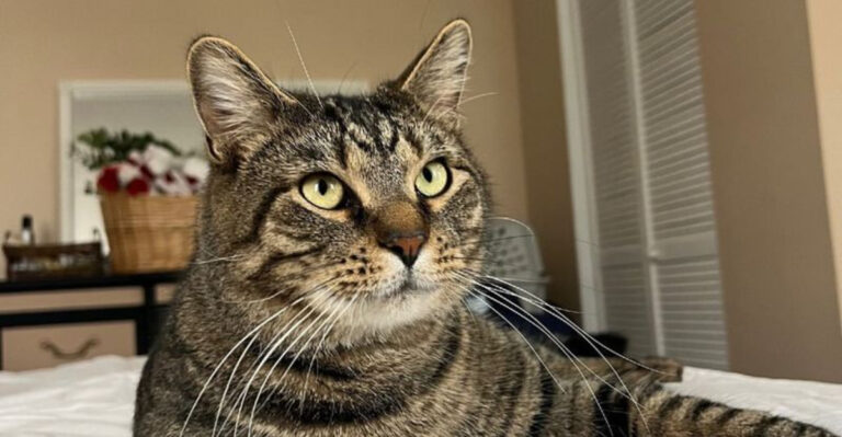 10 Reasons Why Tabby Cats Are The Perfect Pet