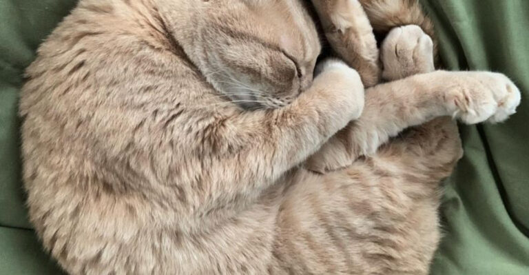 10 Smart Ways To Help Your Cat Feel Less Lonely When You’re Away