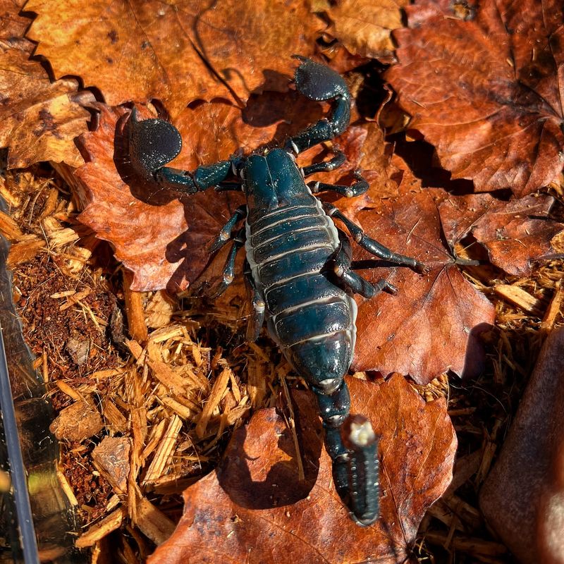 10. Emperor Scorpion