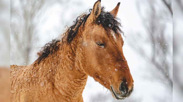11 Amazing Traits That Make The Bashkir Horse America's Favorite