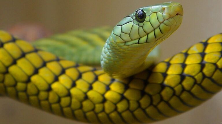 11 Animals Famous For Their Lethal Defense Mechanisms
