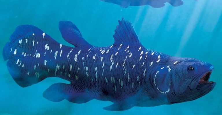 11 Animals That Have Stayed The Same For Millions Of Years