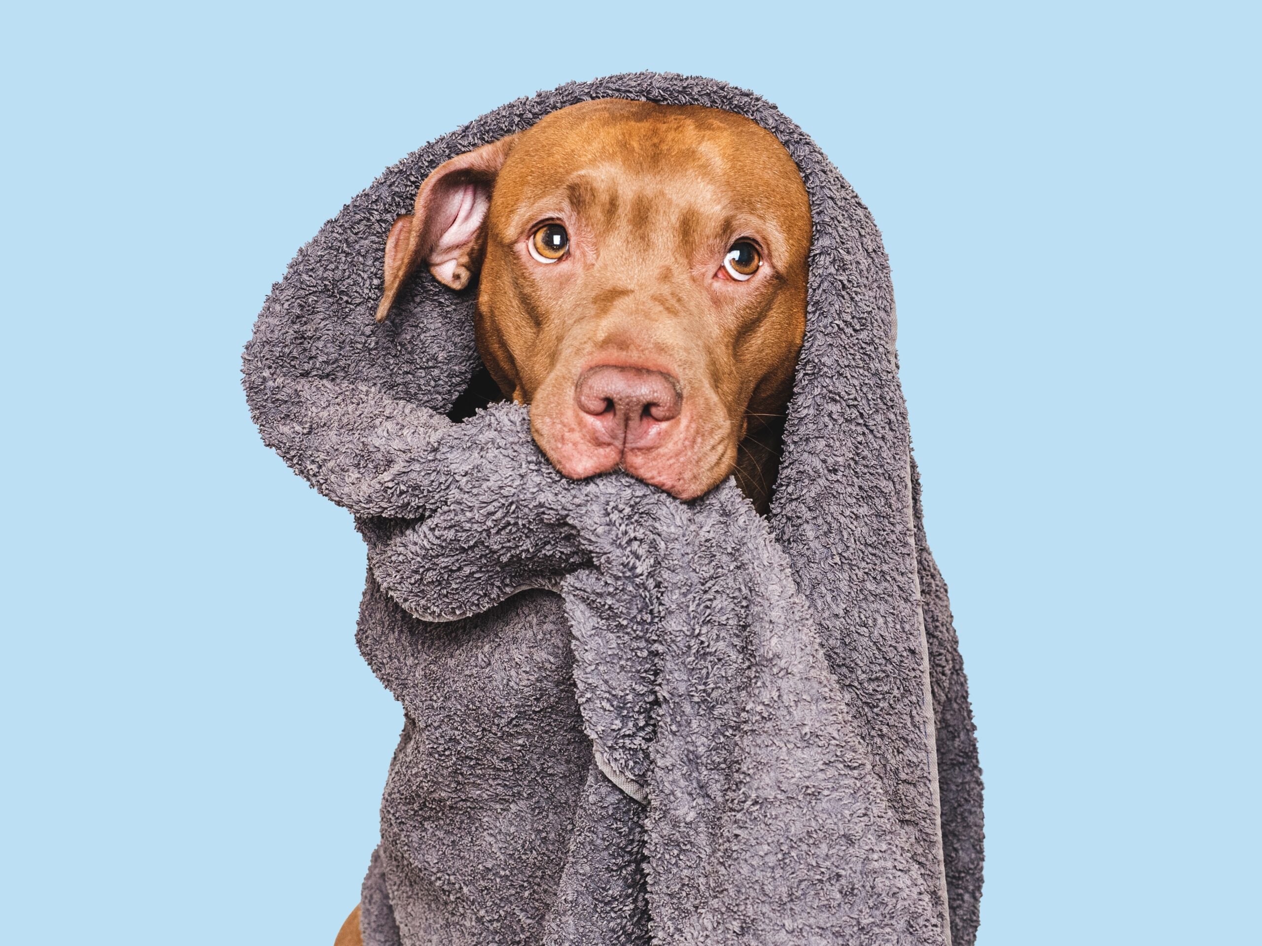 11 Bad Dog Grooming Habits That You Need To Stop Today