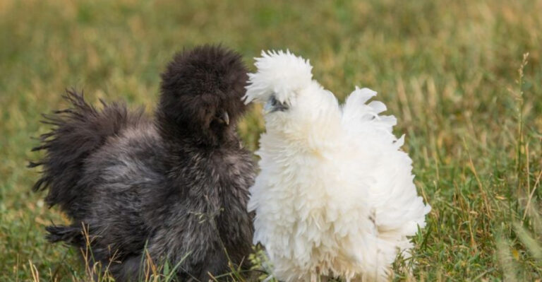 11 Chicken Breeds You Might Want To Avoid