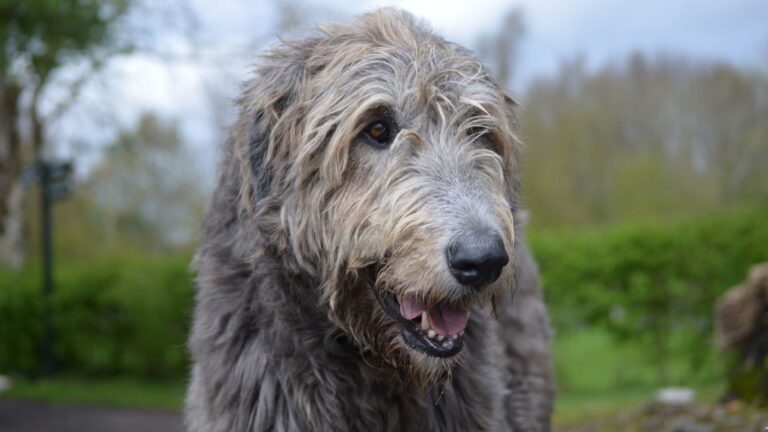 11 Dog Breeds Known For Their Short Lifespans