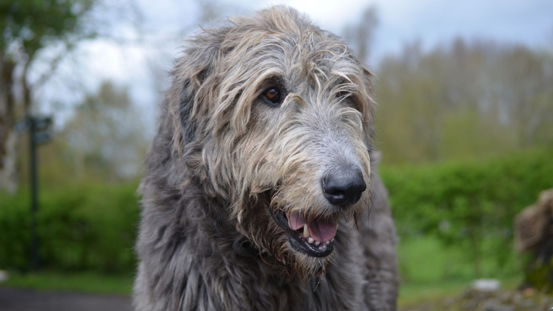 11 Dog Breeds Known For Their Short Lifespans
