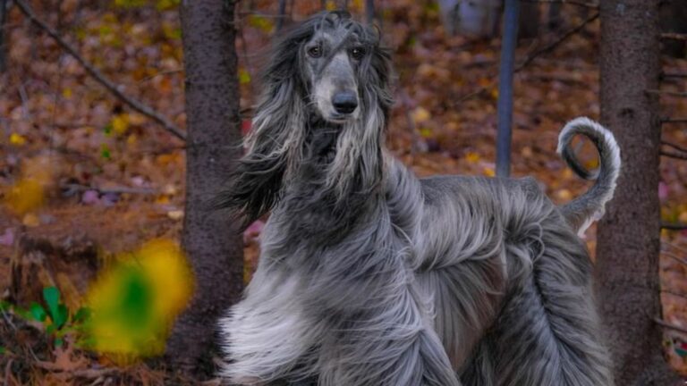 11 Dog Breeds So Unique They Look Straight Out Of A Fairytale