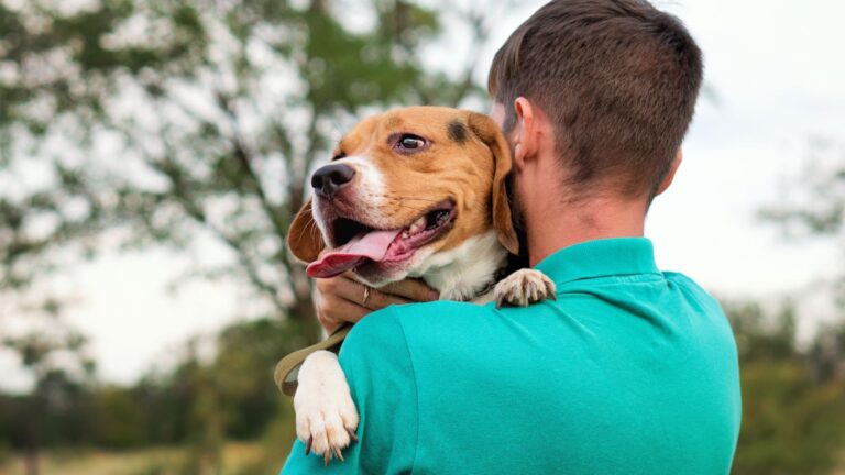 11 Expert Tips To Become The Best Dog Owner You Can Be