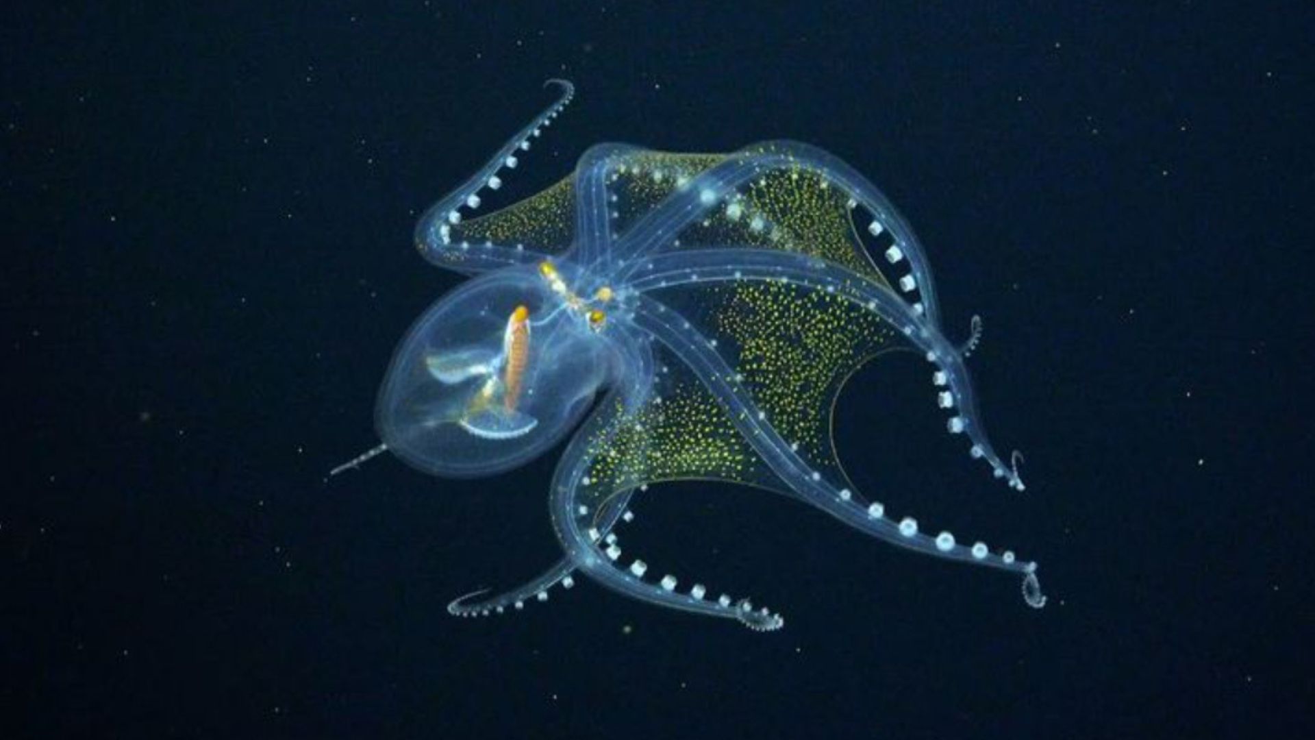 11 Fascinating Facts About The Glass Octopus