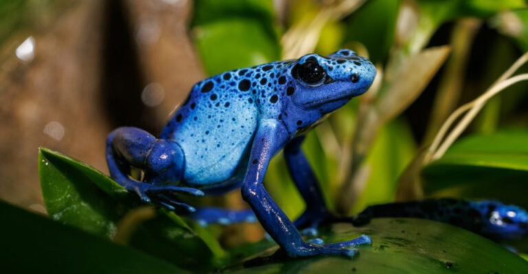 11 Fascinating Rainforest Creatures You’ve Never Heard Of