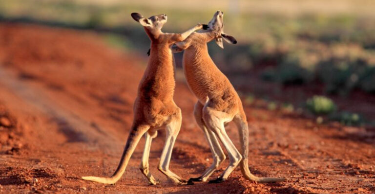 11 Fun Facts About Kangaroos You Never Knew