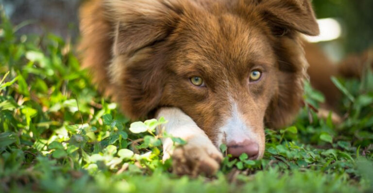 11 Green-Eyed Dog Breeds That’ll Steal Your Heart