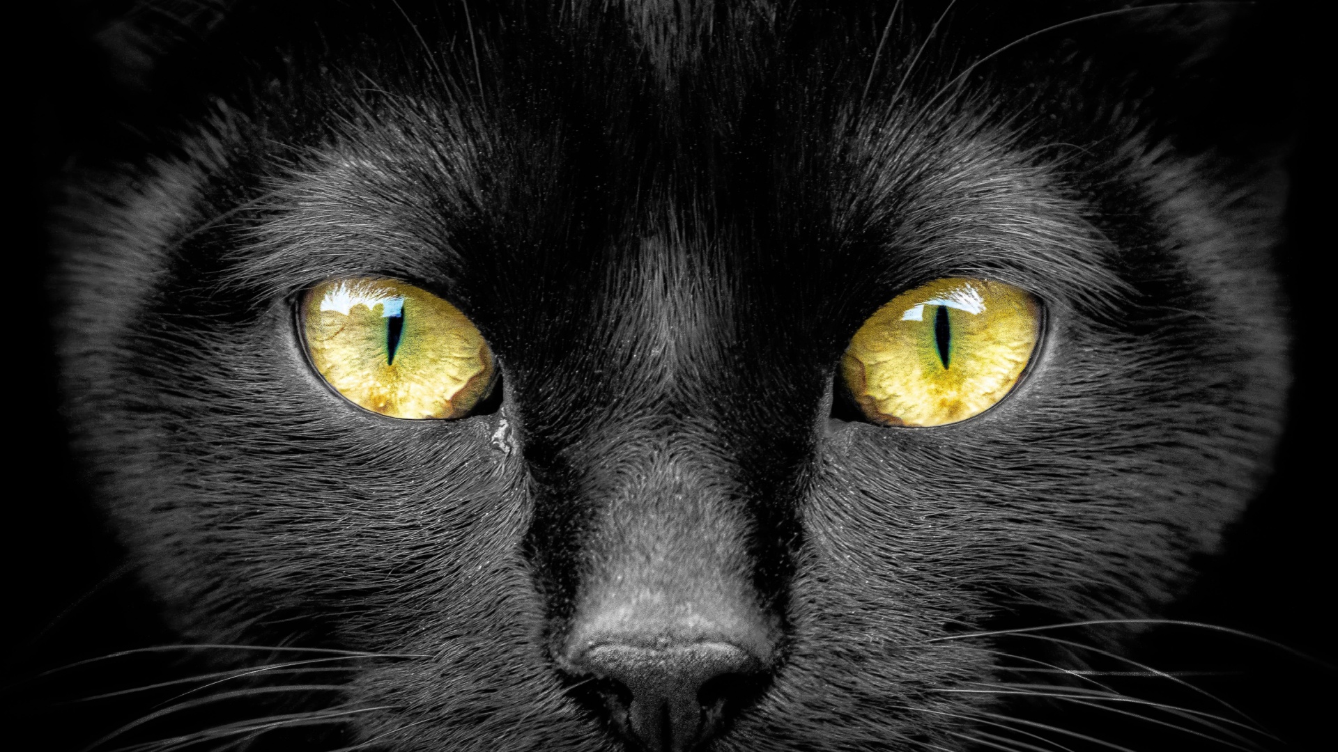 11 Most Common Cat Eye Problems