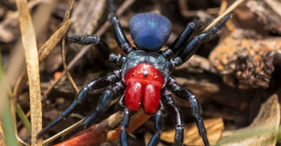 11 Most Dangerous Spiders And Their Venomous Potency