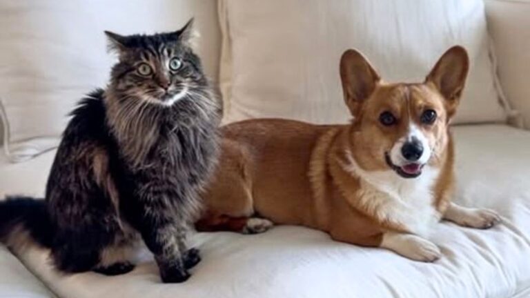 11 Must-Know Tips Before Bringing Home A Second Pet