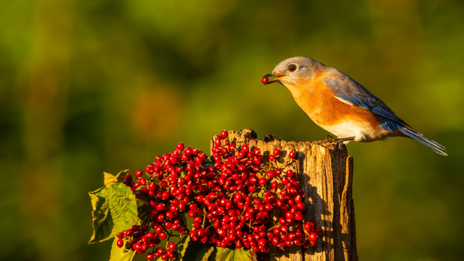 11 Plants That Attract Beautiful Bluebirds To Your Yard