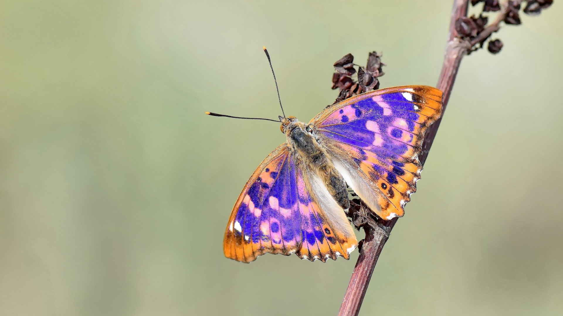 11 Rare Purple Animals From Around The World