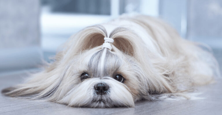 11 Reasons Why Shih Tzus Can Be Tricky To Handle