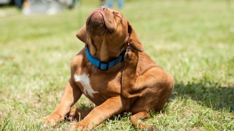 11 Scent Secrets That Will Keep Fleas Far Away From Your Home