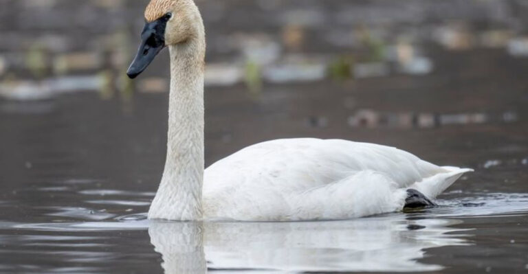11 Birds That Live Longer Than Most People Expect