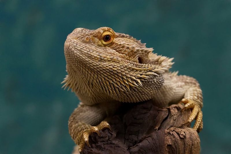 11. Bearded Dragon