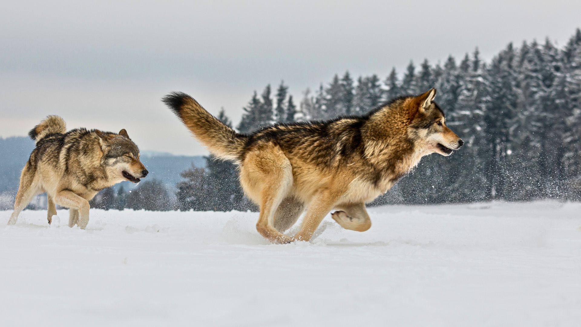 12 Amazing Ways Wolves Are Transforming America’s Ecosystems